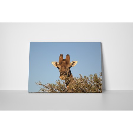 Zsiráf a fák fölött