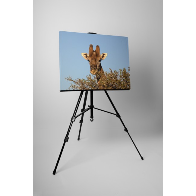 Zsiráf a fák fölött