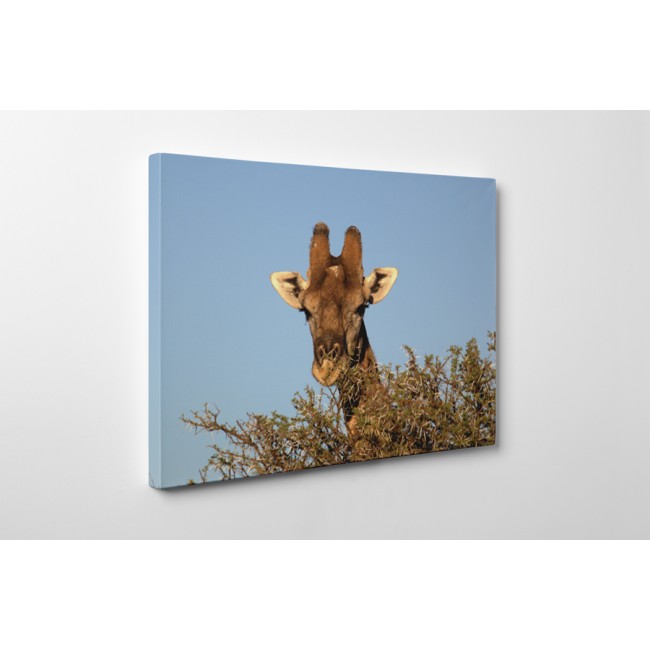 Zsiráf a fák fölött