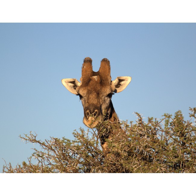 Zsiráf a fák fölött