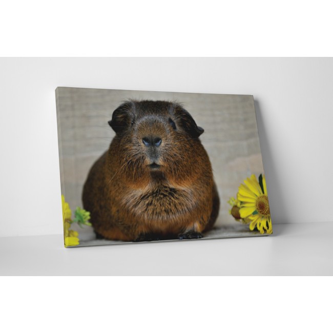 Bámuló tengerimalac