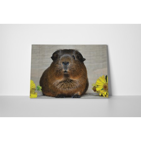 Bámuló tengerimalac