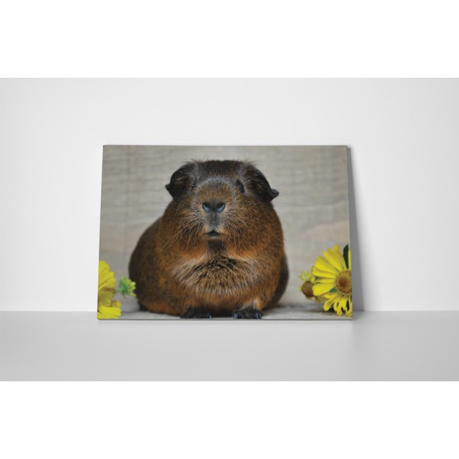 Bámuló tengerimalac