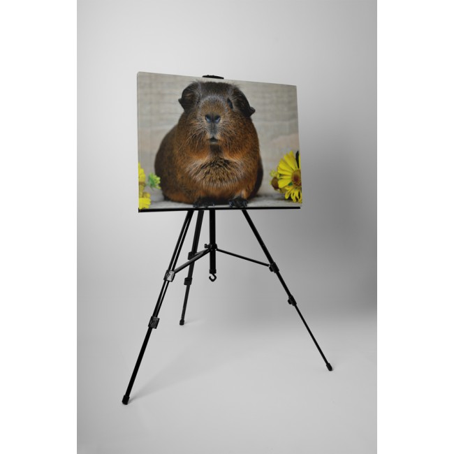 Bámuló tengerimalac