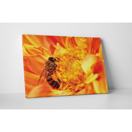 Szorgos méhecske a virágon