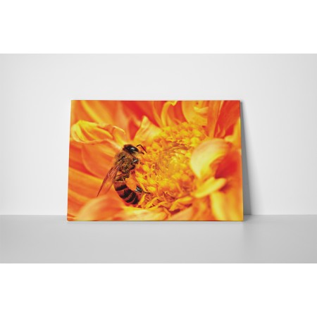 Szorgos méhecske a virágon