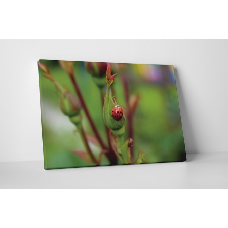 Kapaszkodó katicabogár