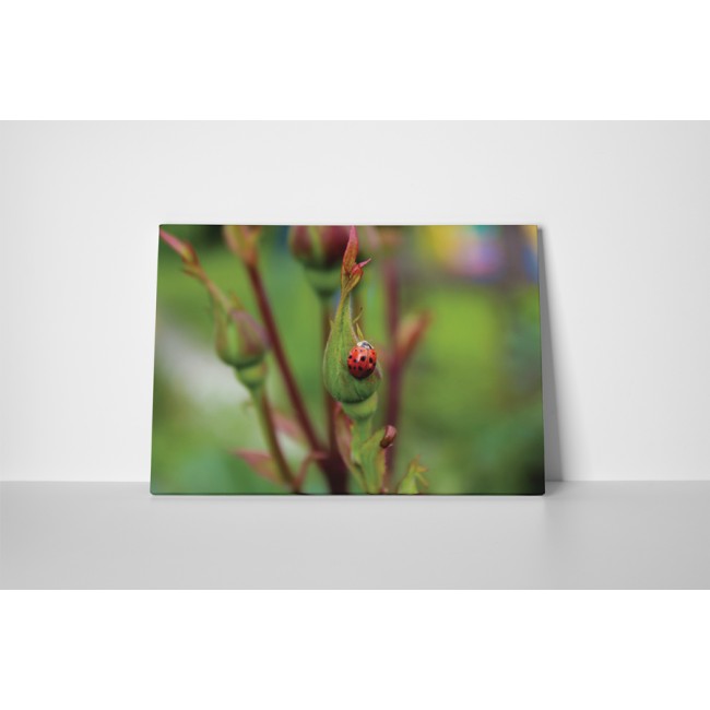 Kapaszkodó katicabogár