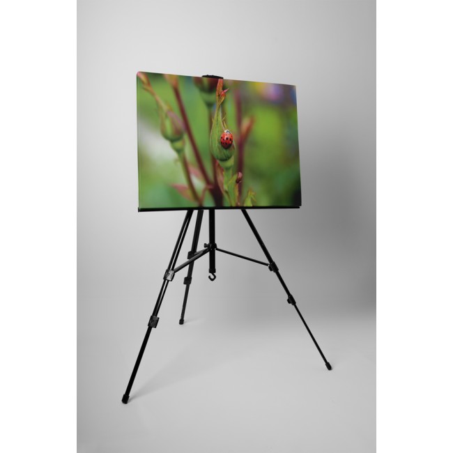 Kapaszkodó katicabogár