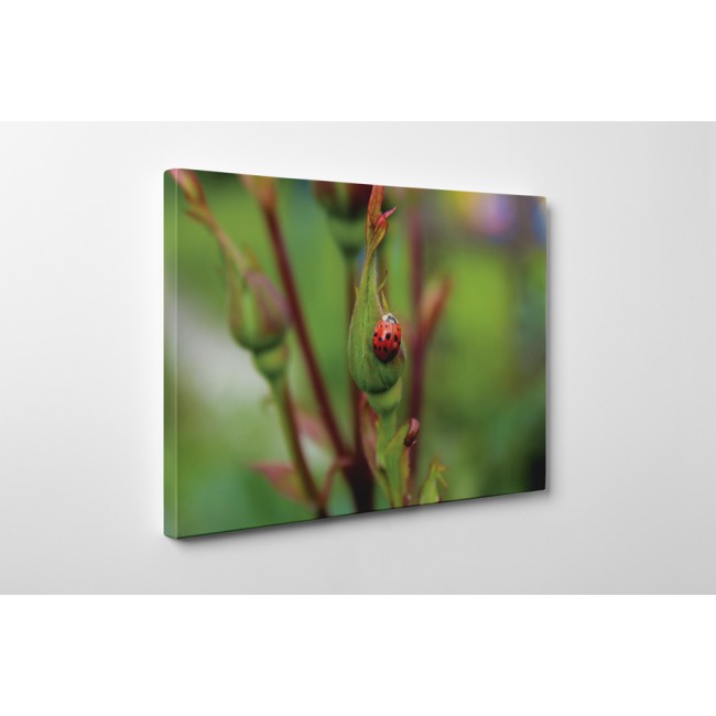 Kapaszkodó katicabogár