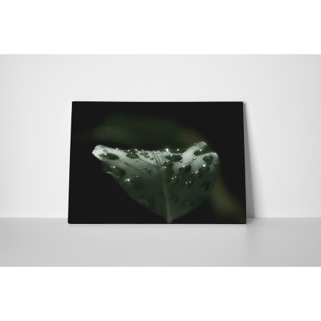 Vízcseppek a levelen