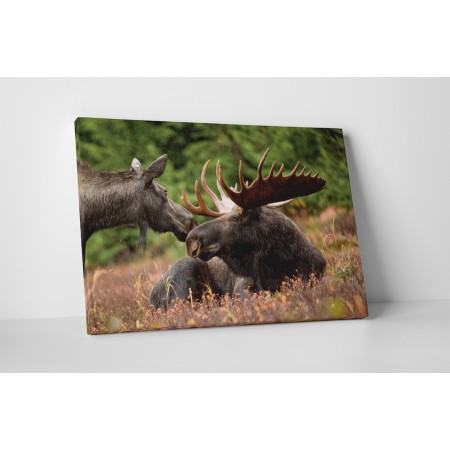 Jávorszarvas a mezőn