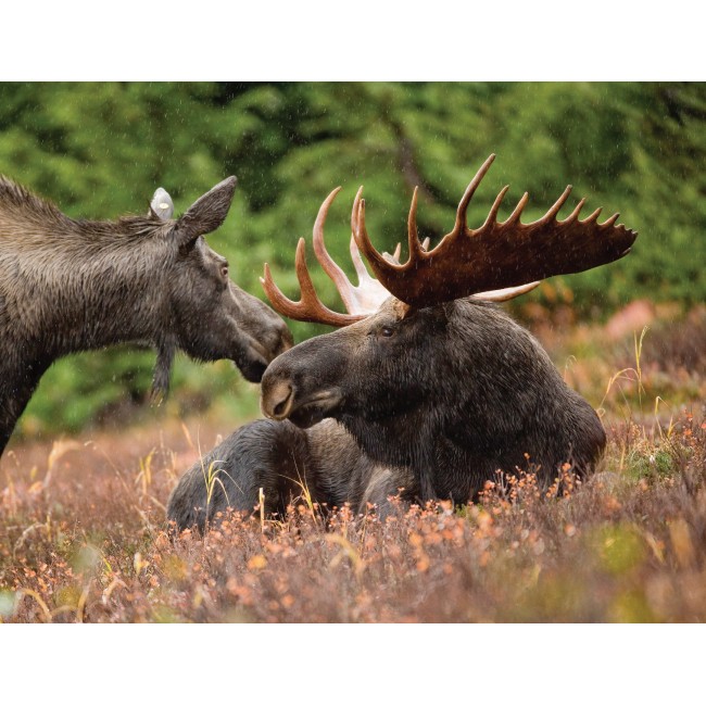 Jávorszarvas a mezőn