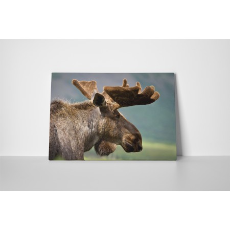 Rénszarvas a hegyvidéken