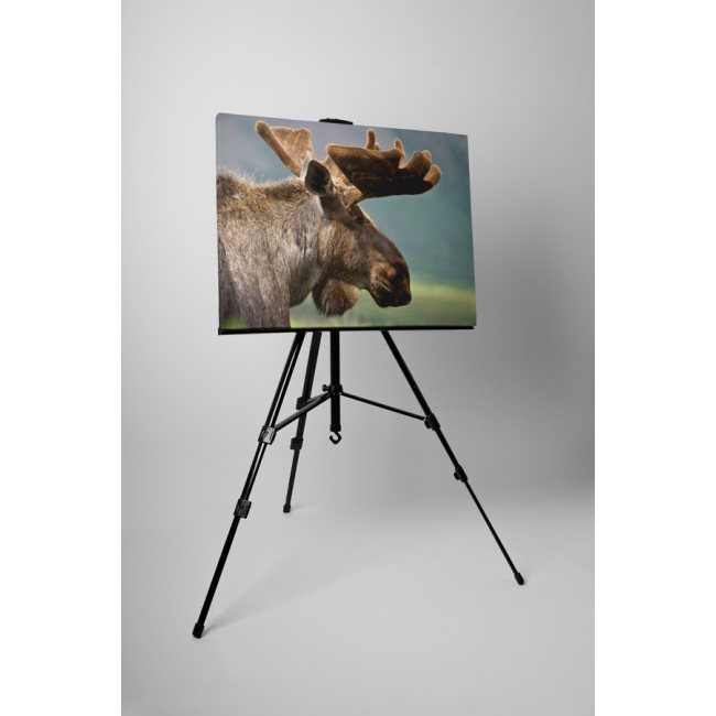 Rénszarvas a hegyvidéken