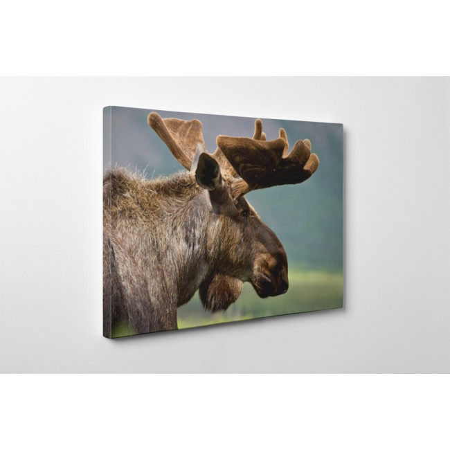 Rénszarvas a hegyvidéken