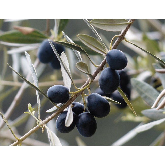 Fekete olivabogyók
