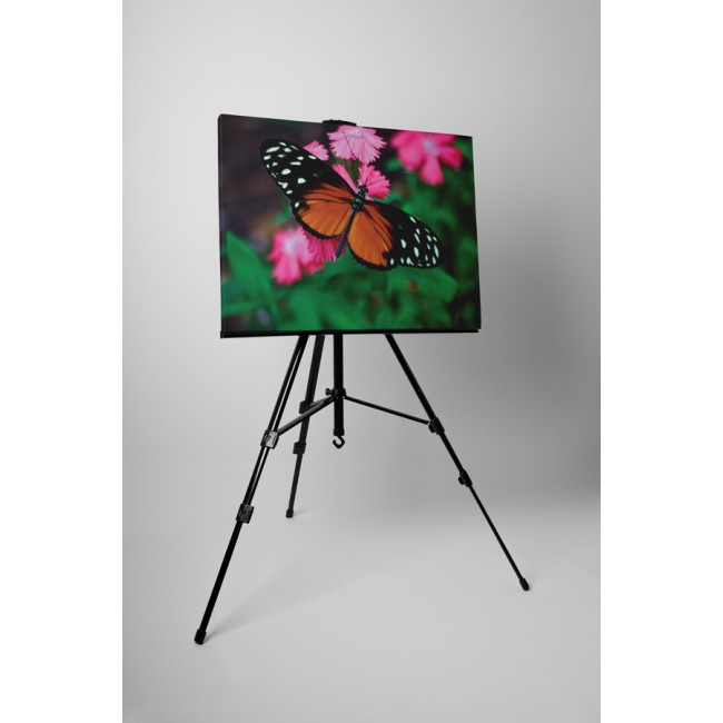 Pillangó és szegfű