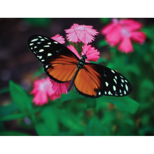 Pillangó és szegfű