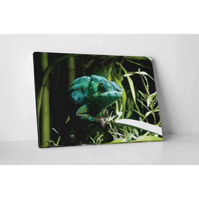 Bújkáló kaméleon