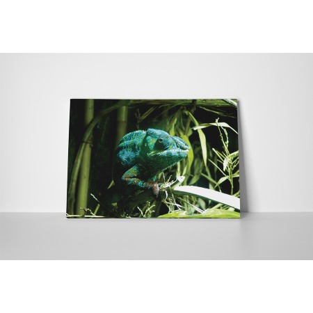 Bújkáló kaméleon