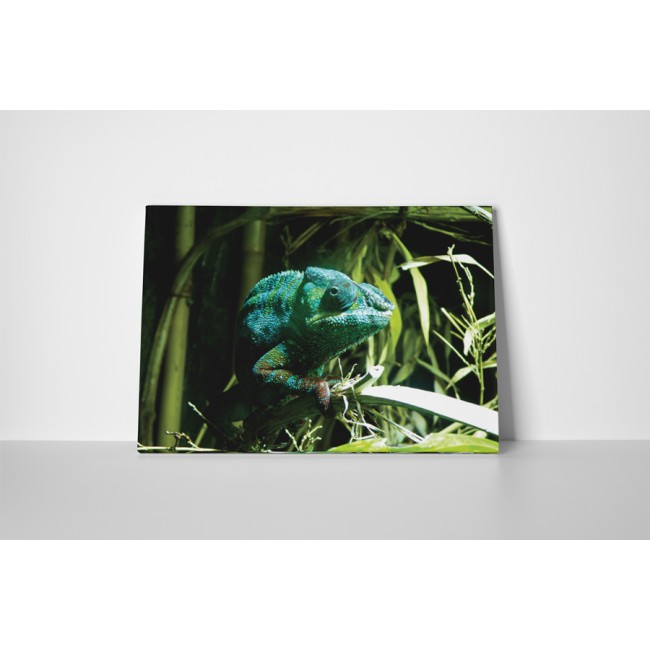 Bújkáló kaméleon