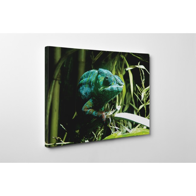 Bújkáló kaméleon