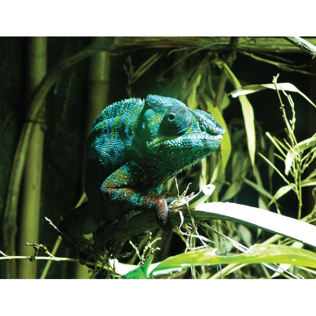 Bújkáló kaméleon