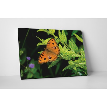 Szimmetrikus pillangó