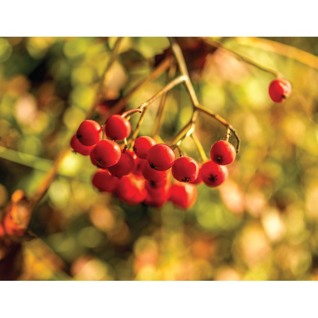 Madárbirs reggelente