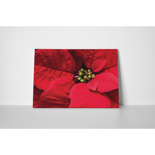 Mikulás virág közelről