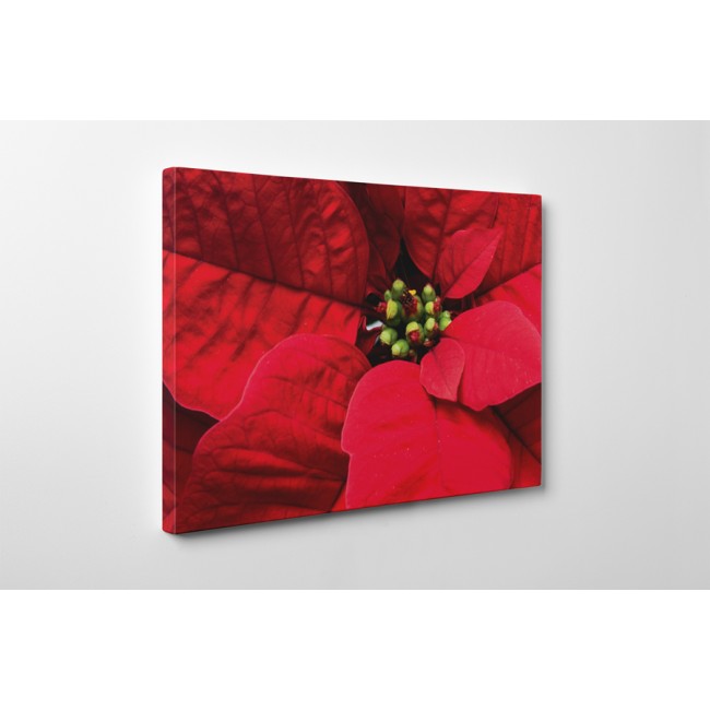 Mikulás virág közelről