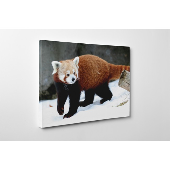 Játékos macskamedve