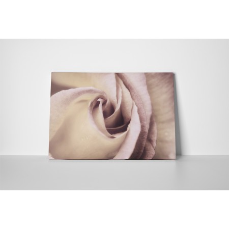 Elegáns rózsabimbó