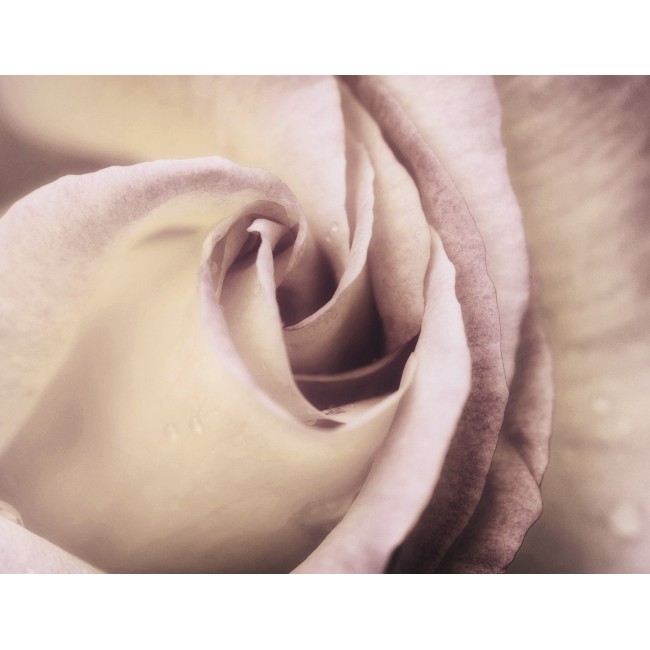 Elegáns rózsabimbó