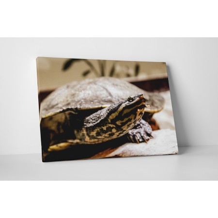 Kíváncsi teknősbéka