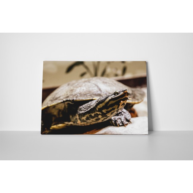 Kíváncsi teknősbéka