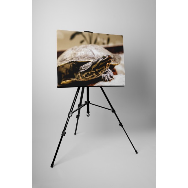 Kíváncsi teknősbéka