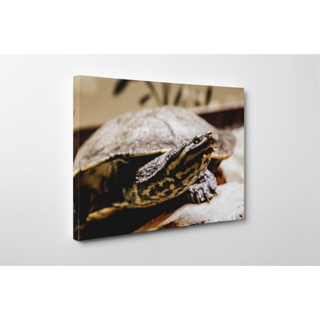 Kíváncsi teknősbéka