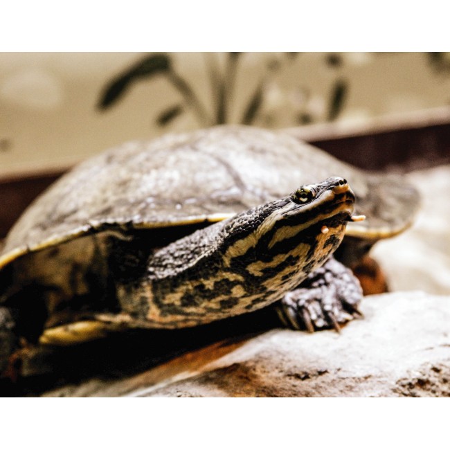 Kíváncsi teknősbéka