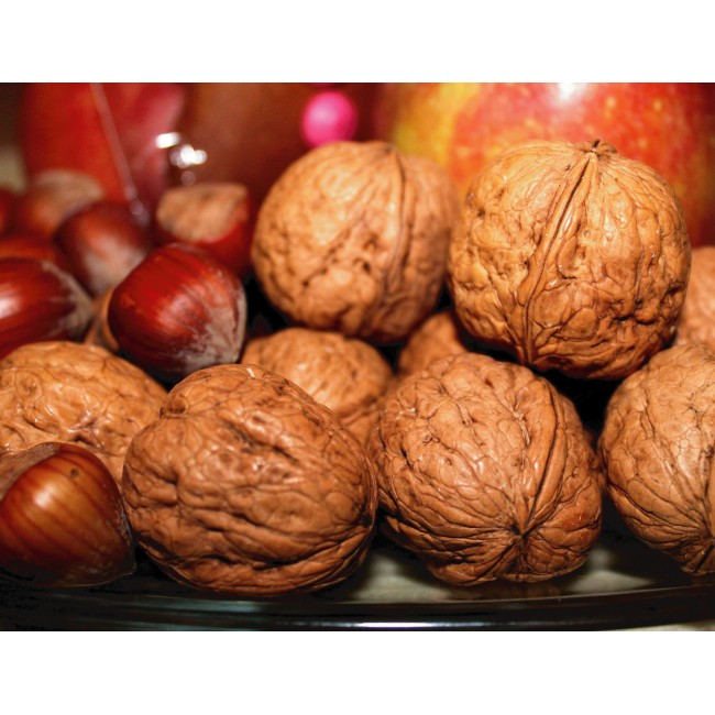 Dióhéjas termések