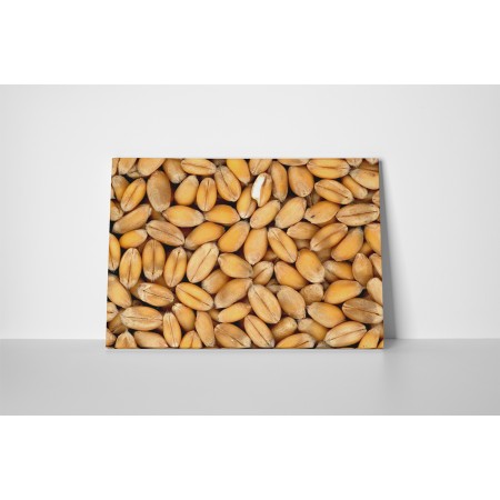 Búza szemek aratás után