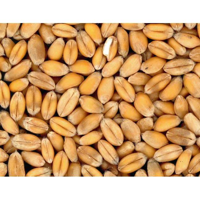 Búza szemek aratás után