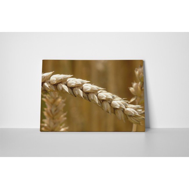 Érett búzakalászok