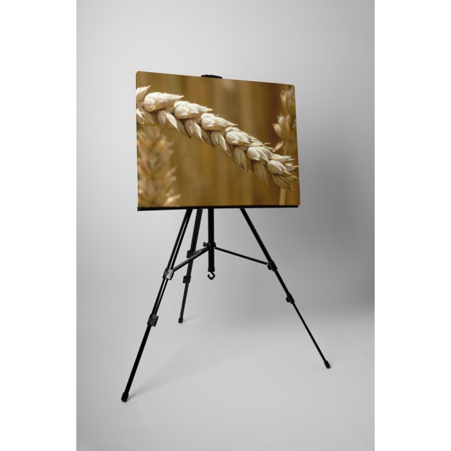 Érett búzakalászok