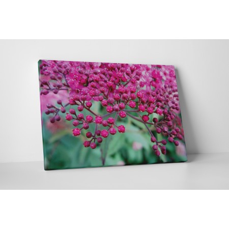 Apró rózsaszín virágok