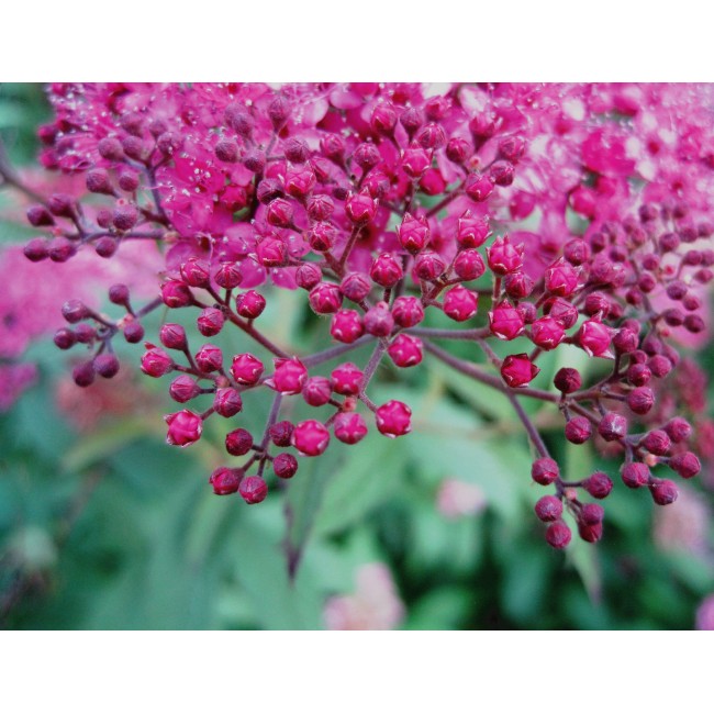 Apró rózsaszín virágok