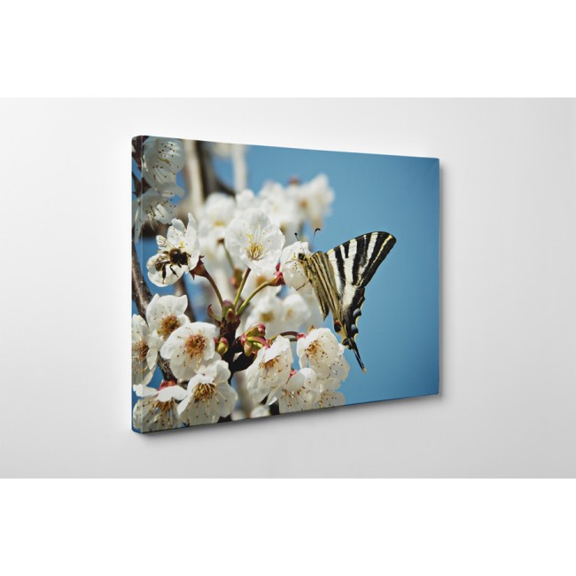 Pillangó a barackvirágon