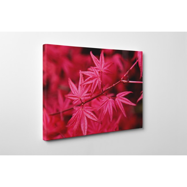 Vörös juharfa levelek