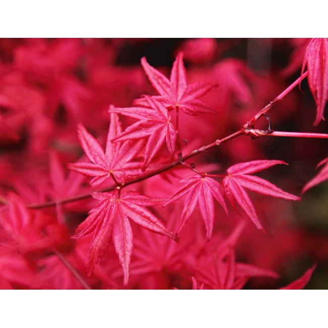 Vörös juharfa levelek